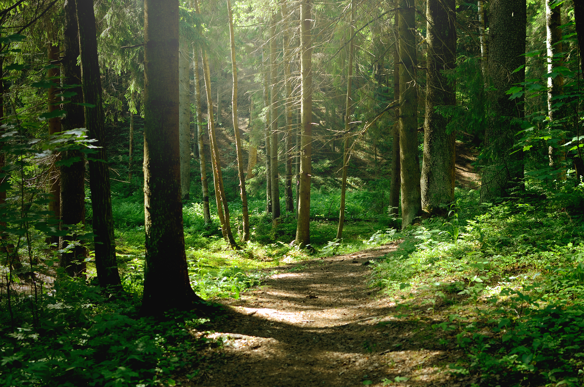 Summer sunny forest